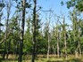 Chřadnoucí a odumírající dubový porost, primárně poškozený dlouhodobým suchem.