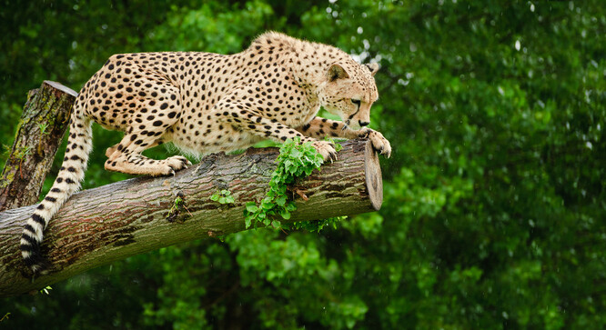 V národním parku ve státě Madhjapradéš na gepardy čeká hojnost kořisti a správci parku doufají, že se tam začnou rozmnožovat. Populace geparda indického, který je poddruhem geparda štíhlého, byla v Indii vyhubena zhruba před 70 lety.