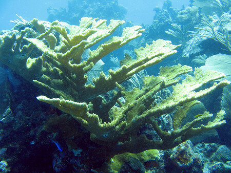 Větevník napadený lidským patogenem bledne a postupně se jeho povrch pokrývá sítí bílých prasklinek a puchýřků, zatímco živá tkáň korálu hyne.