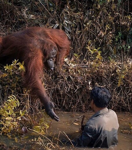 Mezi pozoruhodné okamžiky se nyní zapsalo dojemné setkání mezi orangutanem a mužem na Borneu. Lidoop natáhl ruku, aby muži pomohl v bahnité řece plné hadů.