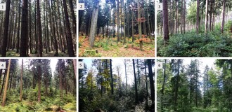 Názorný postup našeho cíle: Přestavby stejnověkých smrkových monokultur na druhově a věkový pestrý les za absence neúměrných škod na přirozené a umělé obnově. Postup přestavby v letech je směřován od č. 1 po č. 6. obrázku. Ukázky 4 až 6 ukazují cílovou podobu (strukturu) českých lesů se zastoupením smrku, která vytváří vysokou úživnost a kryt pro zvěř, což je výhodné jak pro lesníky i myslivce.