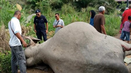 Tři mrtvé slonice byly nalezeny poblíž plantáže pro produkci palmového oleje v Malajsii.