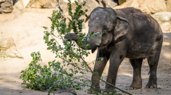 Sloni se v pražské zoo chovají už od roku 1933. V současnosti má zahrada kromě dvou nových mláďat sedm sloních obyvatel. Nejstarším členem stáda slonů indických je samice Gulab, kterou zoo získala v roce 1966.
