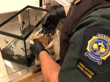 Ippolita Bodounova z kanadského města Niagara Falls zadrželi na letišti v Torontu loni v říjnu. Tisíce kroužkovců převážel ve velké nákupní tašce, odhalil je však speciálně vycvičený pes kanadských celníků.