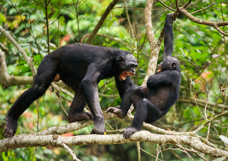 Z výsledků analýz DNA u nově narozených šimpanzů vyplývá, že dlouhodobá agrese samce vůči samici výrazně zvyšuje pravděpodobnost, že potomci budou jeho krve.