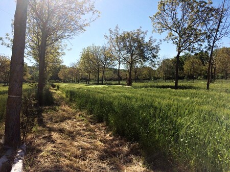 Přírodě blízké hospodaření obilovin v agrolesnických systémech v jižní Francii.