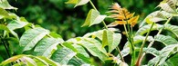 Pajasan žláznatý (Ailanthus altissima)