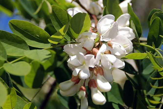 Trnovník akát Trnovník akát