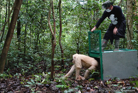 Ochránci zvířat vypustili do volné přírody národního parku na ostrově Borneo jedinou známou albínskou orangutanici na světě.