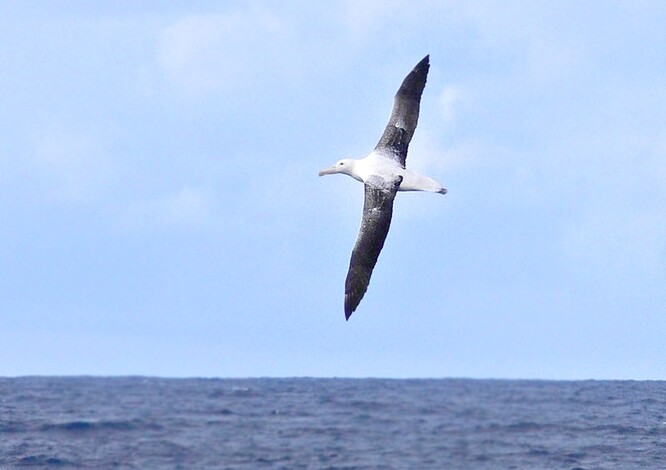 Albatrosi královští patří mezi největší mořské ptáky na světě a dožívají se více než 40 let.