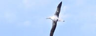 Albatros královský