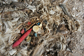 Uhynulé mládě albatrosa. Rodiče jej omylem krmili plastovým odpadem.
