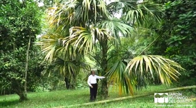 Alberto zahájil kampaň nazvanou SOS pro botanickou zahradu v Quindiu: vyzývá na videu lidi, aby si koupili strom, stali se kmotry rostlin nebo celých zón tohoto ráje biodiverzity.