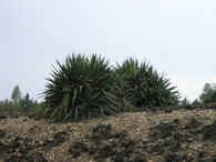 Kaktusy v botanické zahradě v Troji