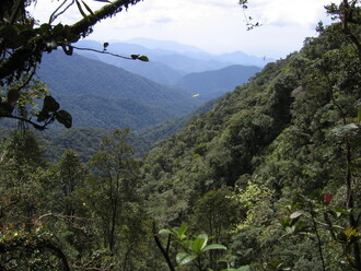 Výhled na prales, Cameron Highlands v Malajsii.