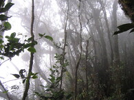 Mlžný prales, Malajsie.