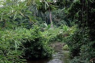 Prales v Kongu