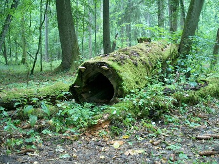 Bělověžský prales se nachází na východní hranici Polska s Běloruskem. Jedná se o největší komplex přirozených listnatých a smíšených lesů v Evropě. Prales je z 96 procent pokryt lesy. Převládajícím typem je přirozený listnatý les, který pokrývá téměř polovinu celkové plochy, 37 procent tvoří jehličnaté porosty a zbytek jsou smíšené lesy. V rezervaci se nachází několik obřích historických dubů, které jsou přísně chráněny. / Snímek pochází z jeho přísně chráněné rezeravce na polském území