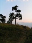 Borovice na kopci Hradiště u Litoměřic