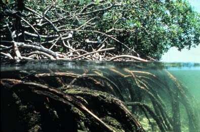 Mangrovový porost včetně pohledu na kořeny pod vodou.