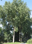 Topol kanadský (Populus canadensis).
