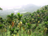 Porost palmy areky obecné