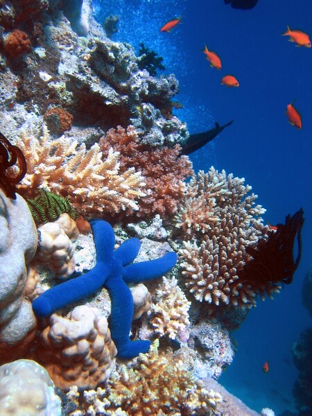 Barvu útesu dodávají řasy, které také korálům dopravují výživné látky z mořské vody a díky nimž korálové kolonie rostou. Když je voda v oceánu příliš teplá, koráli se začnou řas zbavovat.
