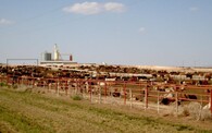 Velkochov krav Texas Panhandle