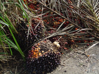 U biopaliv je v současnosti zaznamenán výrazný nárůst poptávky, který ale zatím nepředčil celosvětovou spotřebu palmového oleje v potravinářském průmyslu