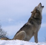 Vlk šedý