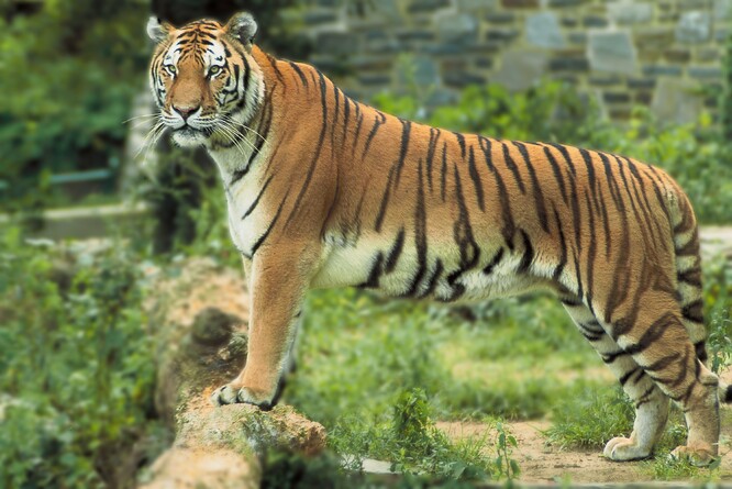 Podle bangladéšských úřadů žilo v roce 2004 v zemi 440 tygrů indických, v roce 2015 jich tam napočítaly už jenom 106.