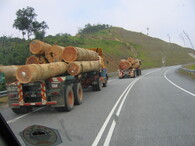 Odvážení vytěženého tropického dřeva