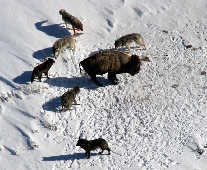 Vlčí smečka ohrožuje bizona v Yellowstonském parku