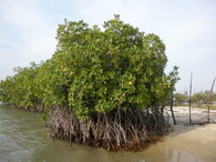 Mangrovy v Senegalu