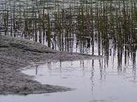Kapky deště na hladině rybníku