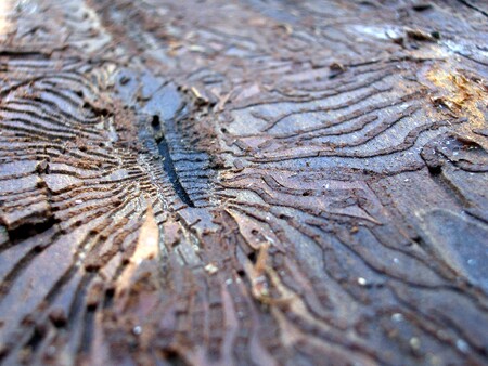 Krkonošský národní park (KRNAP) letos vytěžil výrazně více kůrovcového dřeva než v minulých letech. / Ilustrační foto