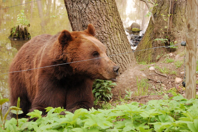 Medvědi různě zabezpečené kontejnery a koše testují už poněkolikáté od loňska. Souvisí to s tím, že zákon 360 obcím na Slovensku ukládá, aby zabezpečily odpad před medvědy, už ale nespecifikuje, jak to mají udělat.