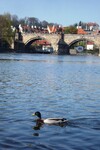 Vltava a kačer u Karlova mostu v Praze