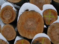 Vytěžené bukové dřevo v lesích Jizerských hor