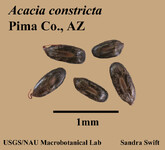 Semena akácie (Acacia constricta).