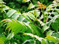 Pajasan žláznatý (Ailanthus altissima).