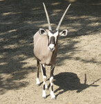 Přímorožec neboli oryx jihoafrický (Oryx gazella gazella).