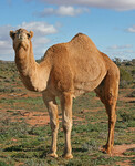 Velbloud jednohrbý (Camelus dromedarius).