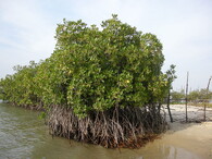 Mangrovníky (Rhizophora).
