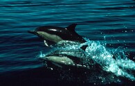 Delfíni obecní (Delphinus delphis).