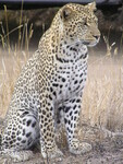 Leopard (Panthera pardus pardus).
