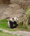 Panda velká (Ailuropoda melanoleuca).