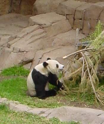 Na základě dohody jsou všechny pandy velké pocházející z Číny zahraničním zoologickým zahradám jen zapůjčovány na několik let. Jak ony, tak jejich případní potomci, se ale nakonec musejí vrátit do Číny.