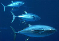 Tuňáci modroploutví.
