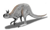Klokan Procoptodon goliath.